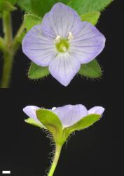 Veronica calycina. Flower. Scale = 1 mm.
 Image: P.J. Garnock-Jones © P.J. Garnock-Jones CC-BY-NC 3.0 NZ